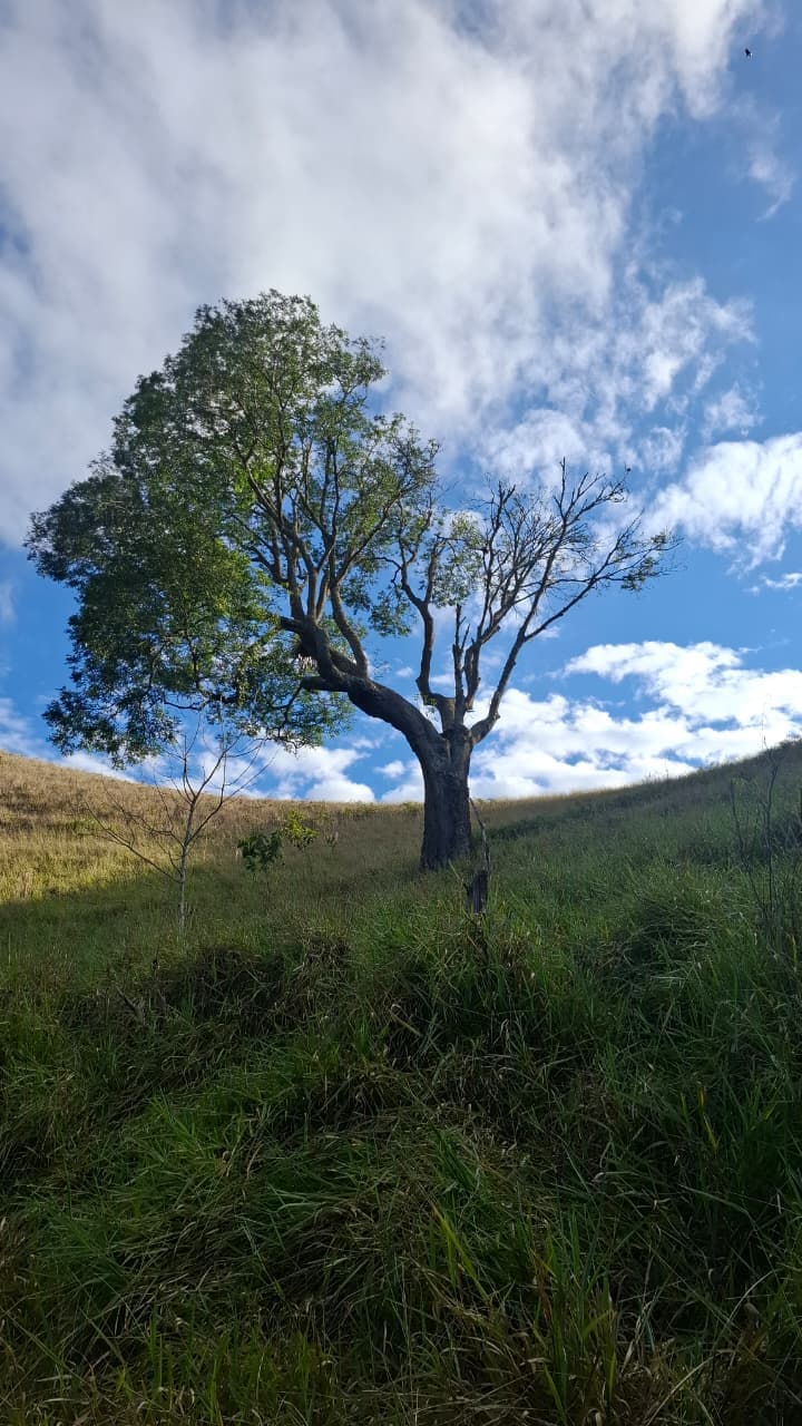 Torre do Floresta (via Henrique Paixão) - foto 4