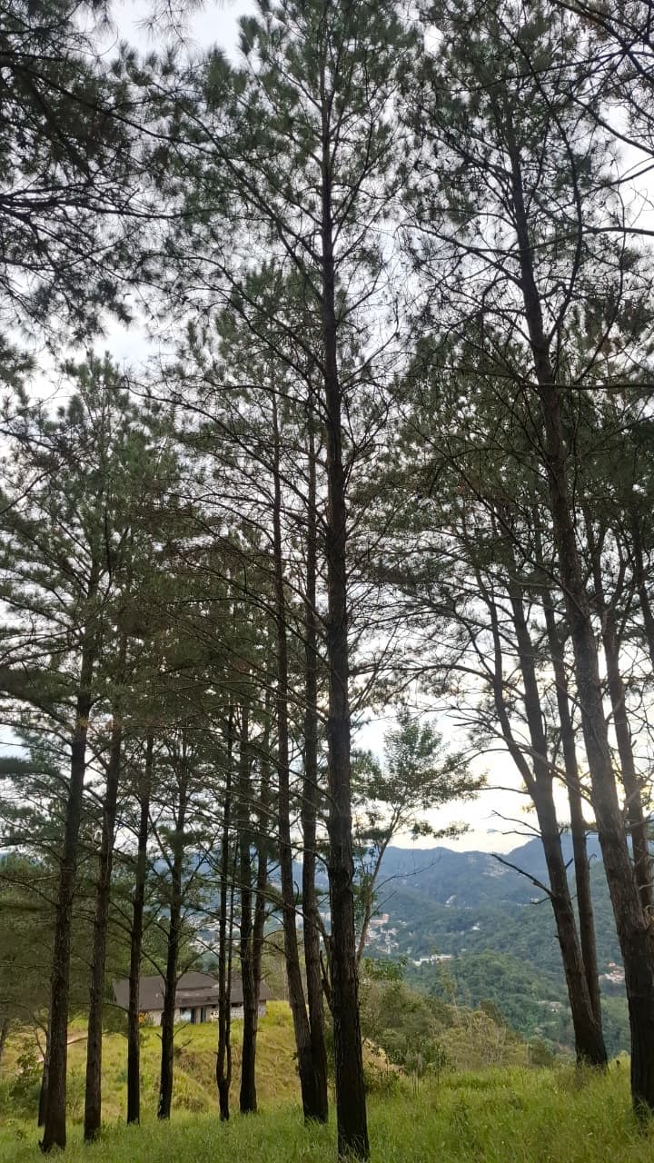 Torre do Floresta (via Pista de Esqui) - foto 6
